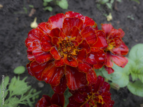 Marigolds in the garden after rain