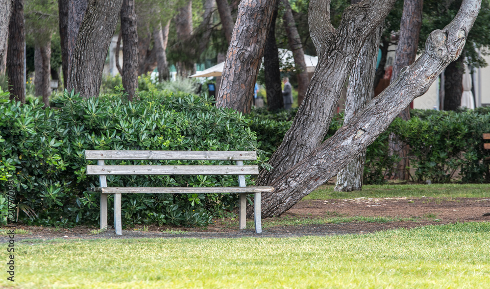 Bench in the Marradi Pinewood in Castiglioncello Bench in the Marradi Pinewood in Castiglioncello