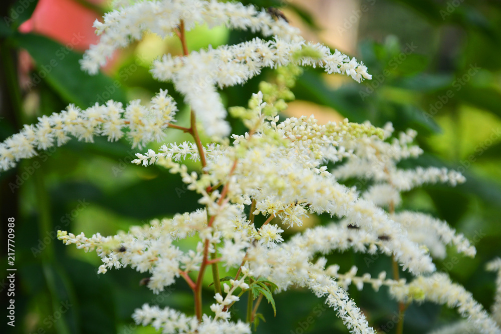 nature, plant, flower, green, spring, garden, summer, leaf, macro, tree, branch, grass, flora, blossom, white, frost, flowers, winter, season, yellow, frozen, close-up, spruce, ice, cold nature, plant, flower, green, spring, garden, summer, leaf, macro, tree, branch, grass, flora, blossom, white, frost, flowers, winter, season, yellow, frozen, close-up, spruce, ice, cold
