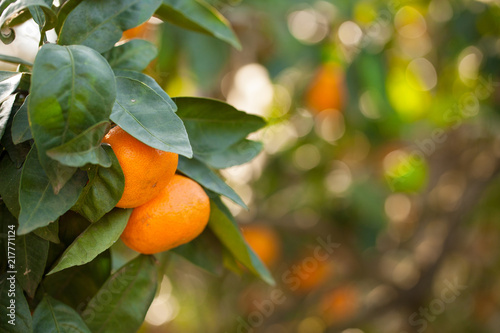 Bunch of ripe oranges hanging on a tree