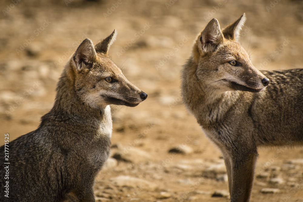 Fototapeta premium Brazilian fox