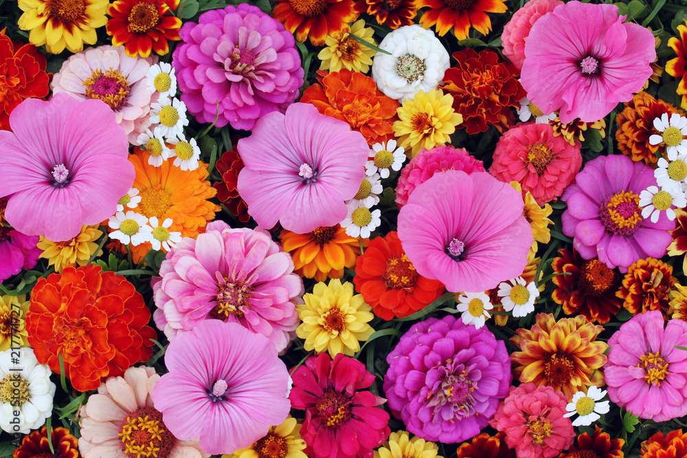 Floral background, top view. texture of various cultivated garden flowers.
