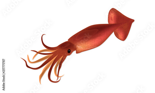 Pink squid isolated on a white background. Vector Illustration