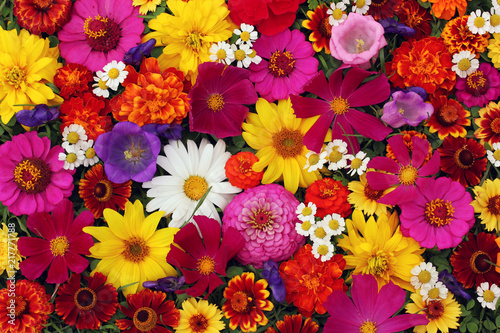 Floral background, top view. The texture of different garden flowers: Pink and yellow.