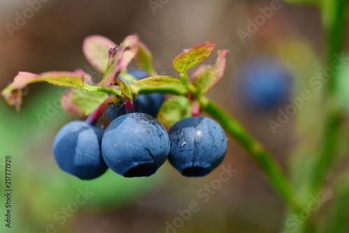 Blueberries, ripe berries