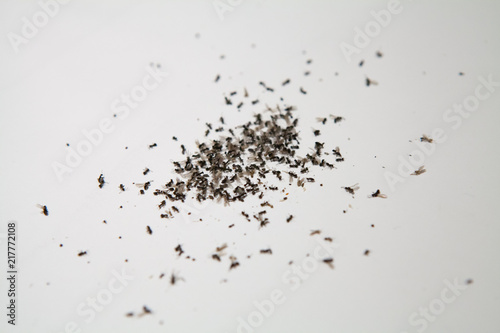 Swarm of dead flying ants. Though ants usually pose no real danger and problem to humans nor become aggressive pests, but can still be annoying and cause property damage which require home improvement