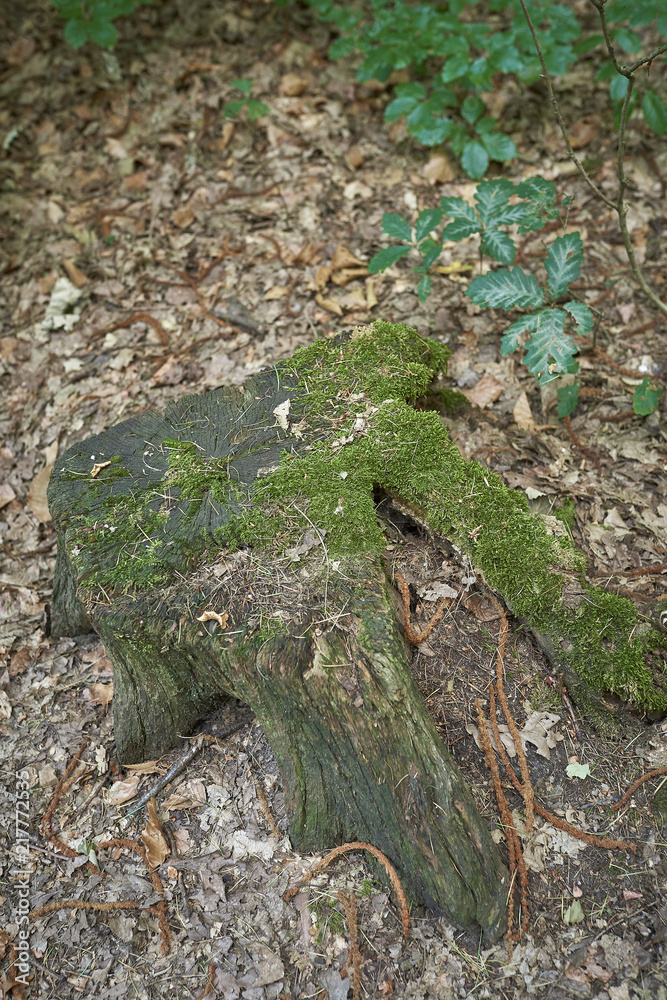 Obraz premium Forest with moss in the trees