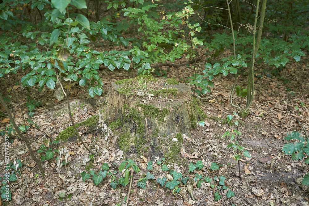Forest with moss in the trees