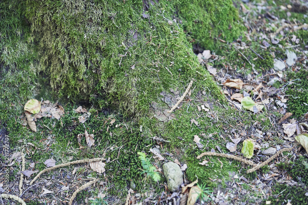 Obraz premium Forest with moss in the trees