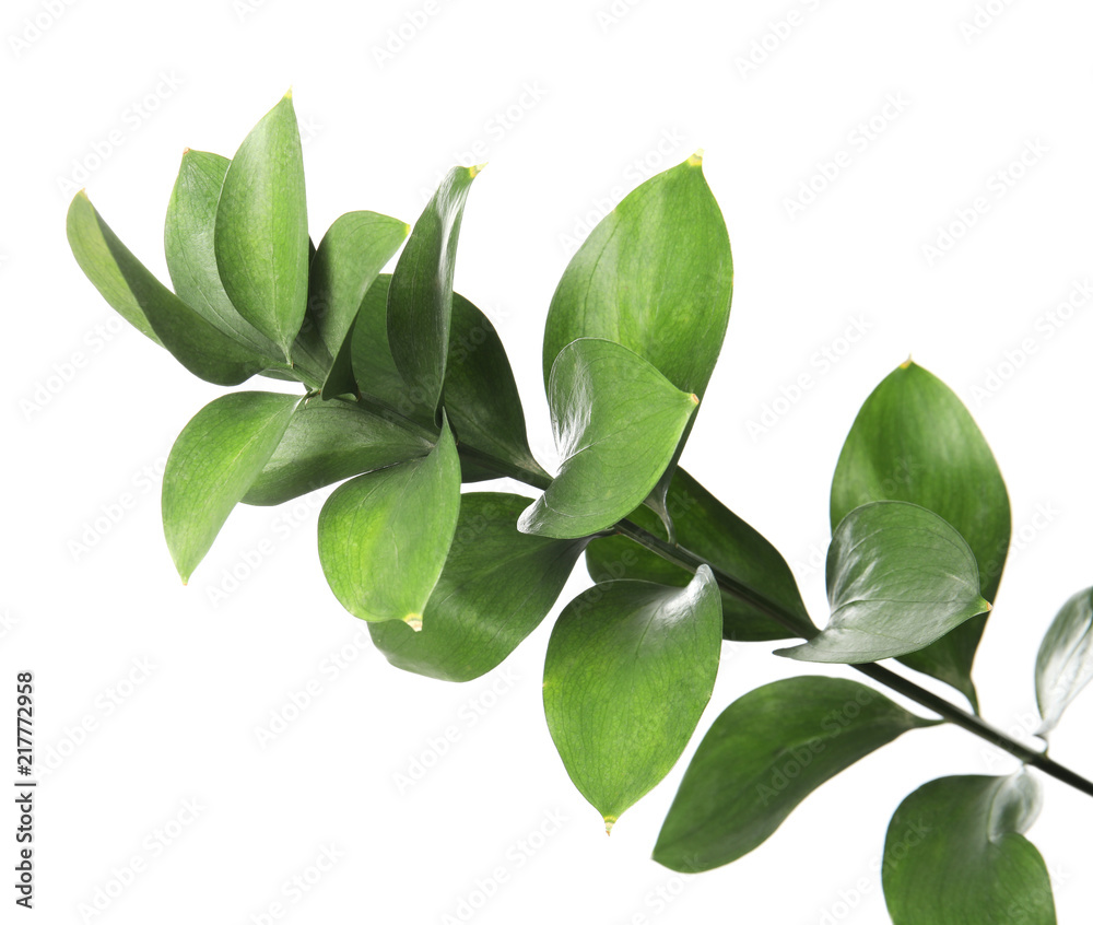 Ruscus branch with fresh green leaves on white background Ruscus branch with fresh green leaves on white background
