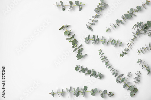 Fresh eucalyptus leaves on white background  top view