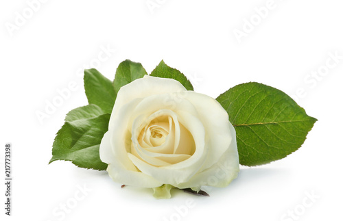 Fototapeta Naklejka Na Ścianę i Meble -  Beautiful fresh rose on white background. Funeral symbol