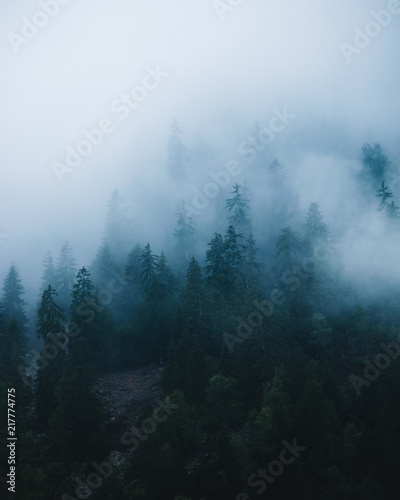 Fog Forest © Chase