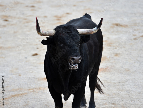 bull black in spain