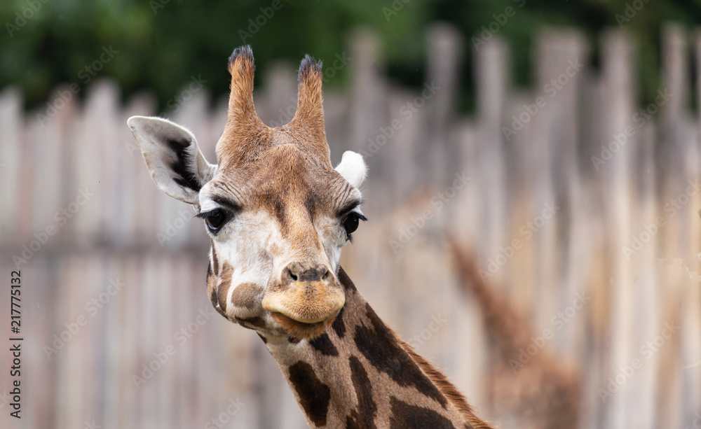 Fototapeta premium Zoo