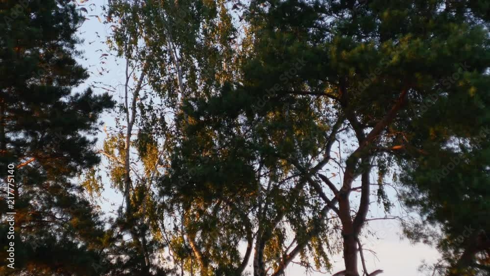 A birds are flying up from the birch branches A birds are flying up from the birch branches