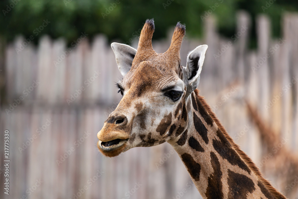 Fototapeta premium Zoo