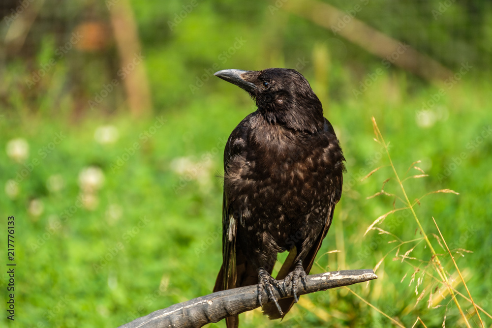 Fototapeta premium Crow is sitting on a horn of a dead animal