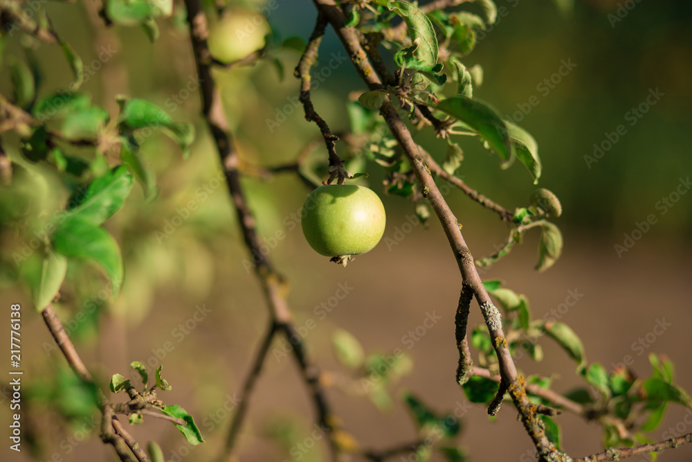 Green fresh apples on branch tree in orchard