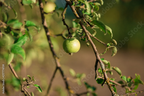 Green fresh apples on branch tree in orchard