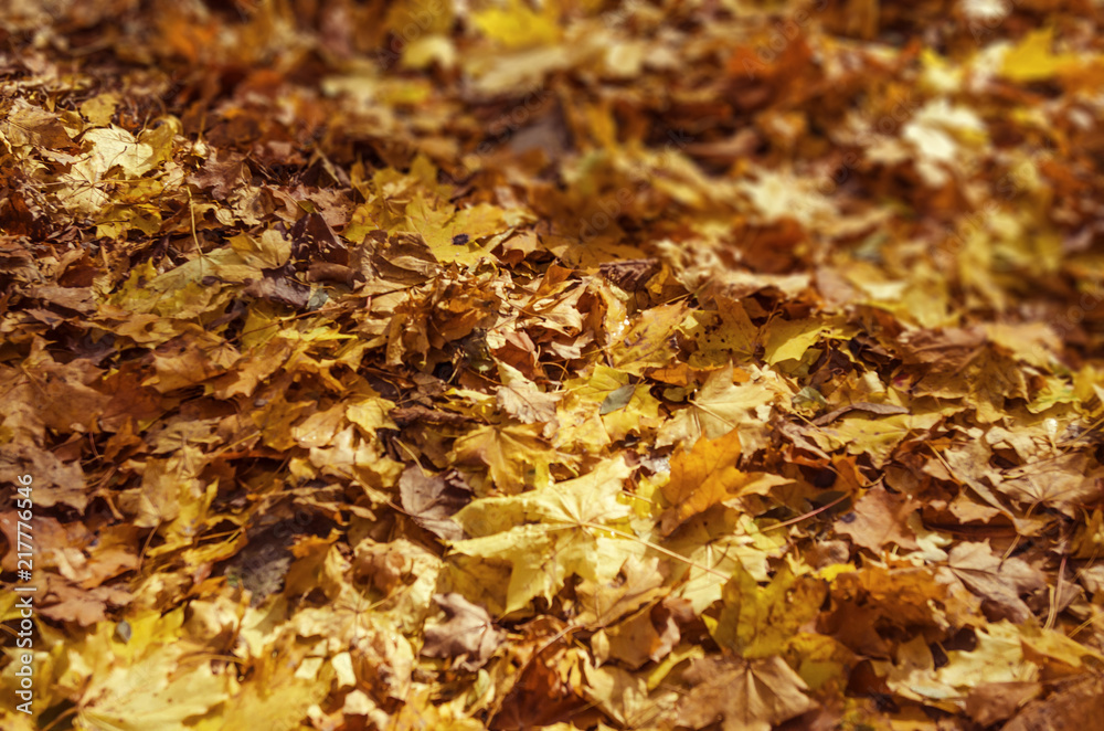 Autumn fallen leaves on the ground in the park Autumn fallen leaves on the ground in the park