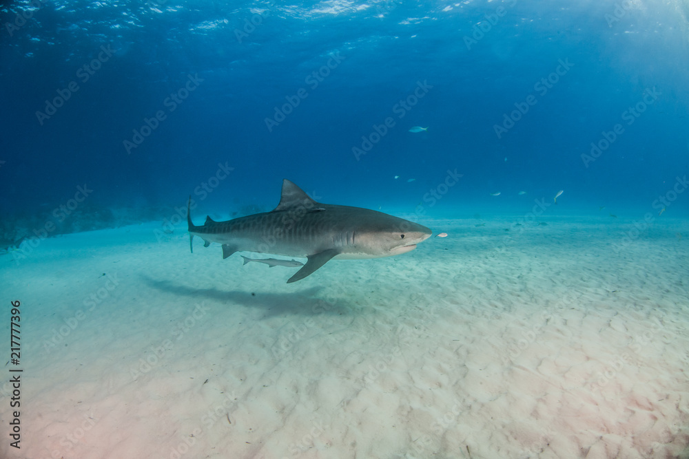 Fototapeta premium Tiger shark at Tigerbeach, Bahamas