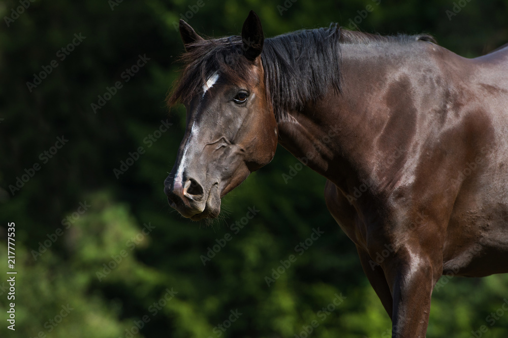 Obraz premium Pferd auf der Koppel
