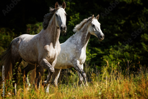 Trabende Pferde auf der Weide © DoraZett