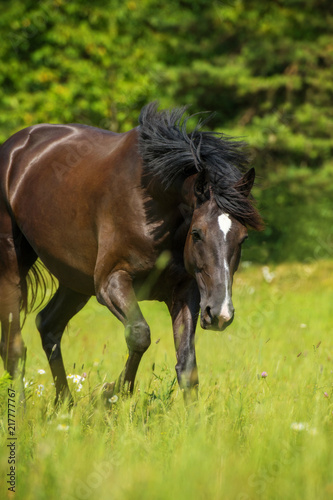 Trabendes Pferd auf der Koppel