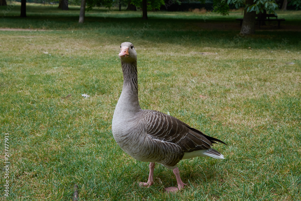 Adult greylag goose on the grass in London Hyde Park Adult greylag goose on the grass in London Hyde Park