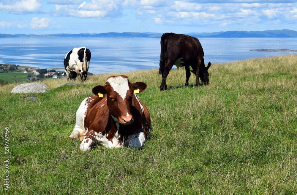 A herd of cows grazing in the mountains by the sea. Sunny day. Light clouds. Livestock in Norway.