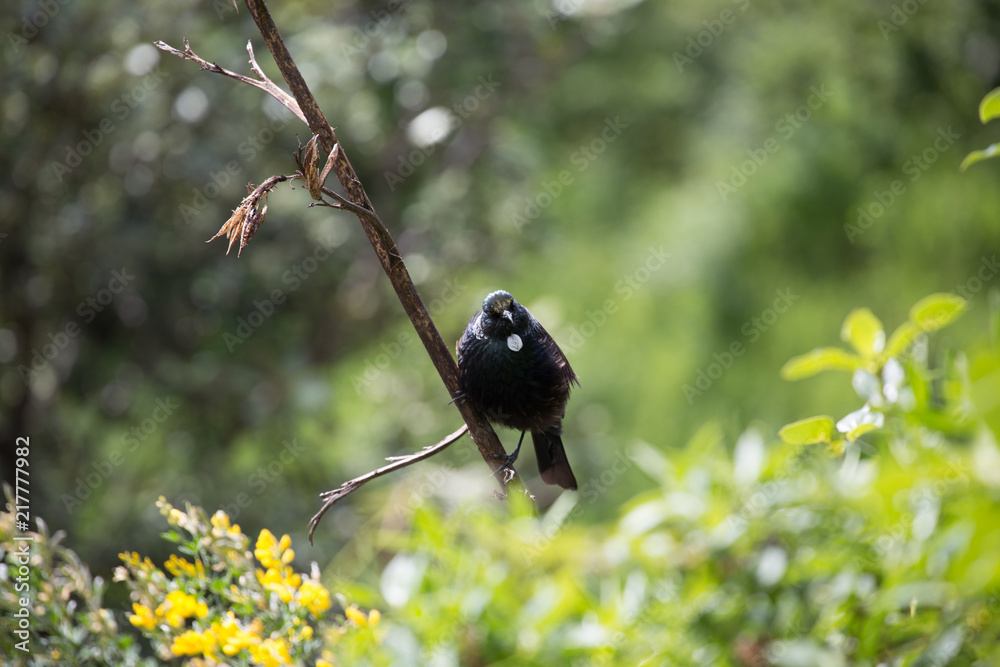 New Zealand Tui bird on a flax branch 2 New Zealand Tui bird on a flax branch 2