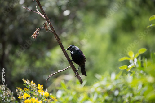 New Zealand Tui bird on a flax branch