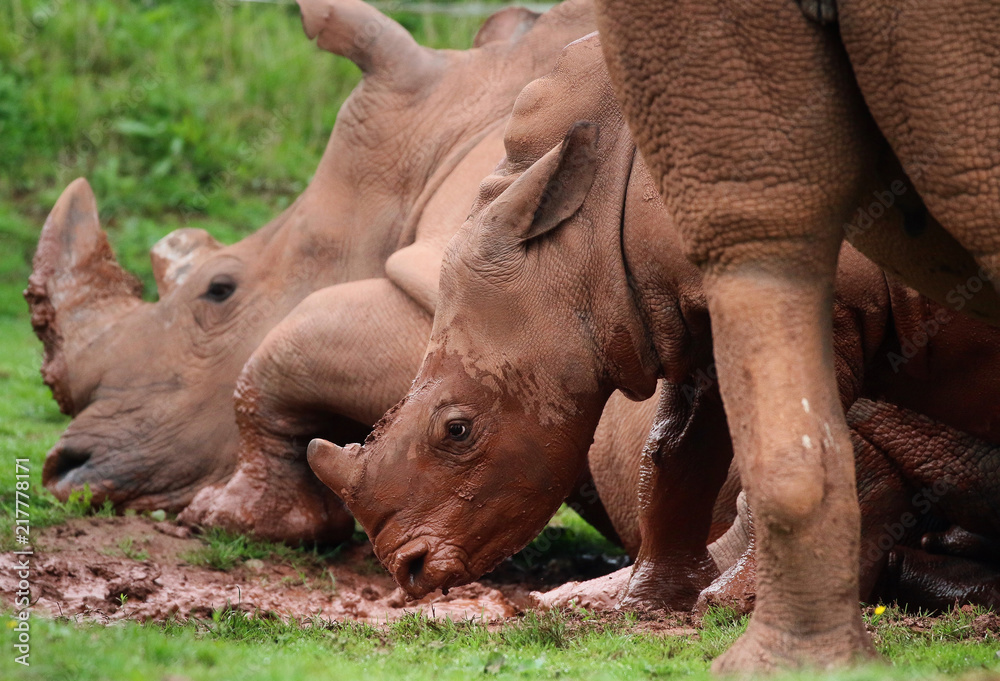 Obraz premium Rhinoceros