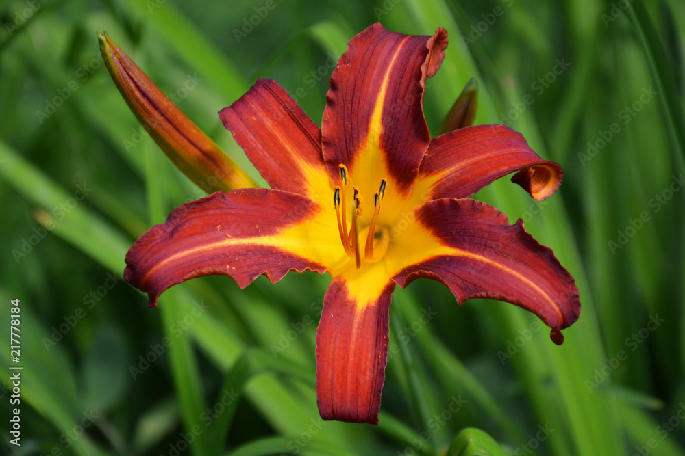 lily, lilia, lilly, flower, lily, nature, plant, orange, red, yellow, flora, garden, green, summer, petal, beautiful, bloom, beauty, spring, floral, macro, blossom, flowers, close-up, petals lily, lilia, lilly, flower, lily, nature, plant, orange, red, yellow, flora, garden, green, summer, petal, beautiful, bloom, beauty, spring, floral, macro, blossom, flowers, close-up, petals