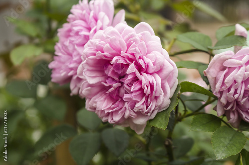Blooming pink Cabbage Roses, also known as Centifolia Muscosa.