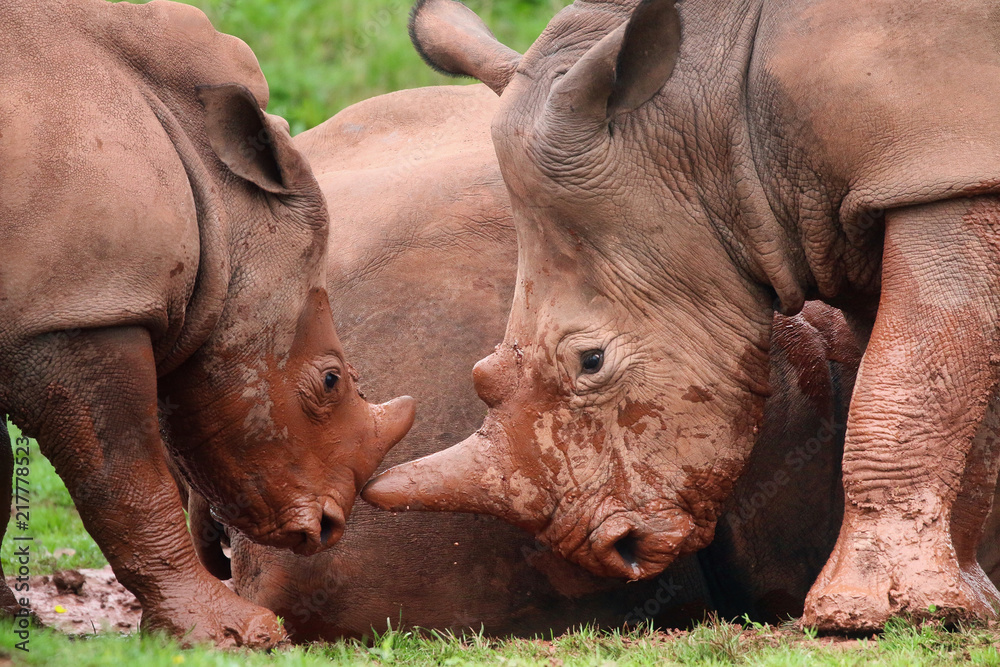 Obraz premium Rhinoceros