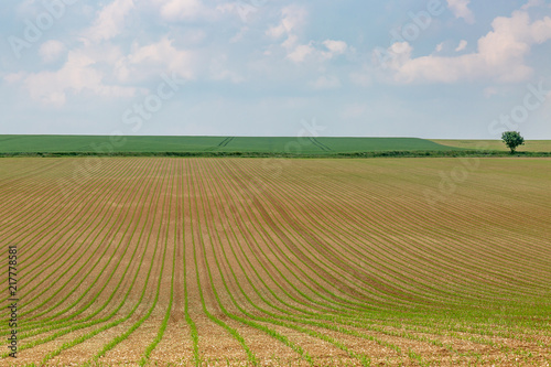 A rural French landscape in spring  with crops growing in fields