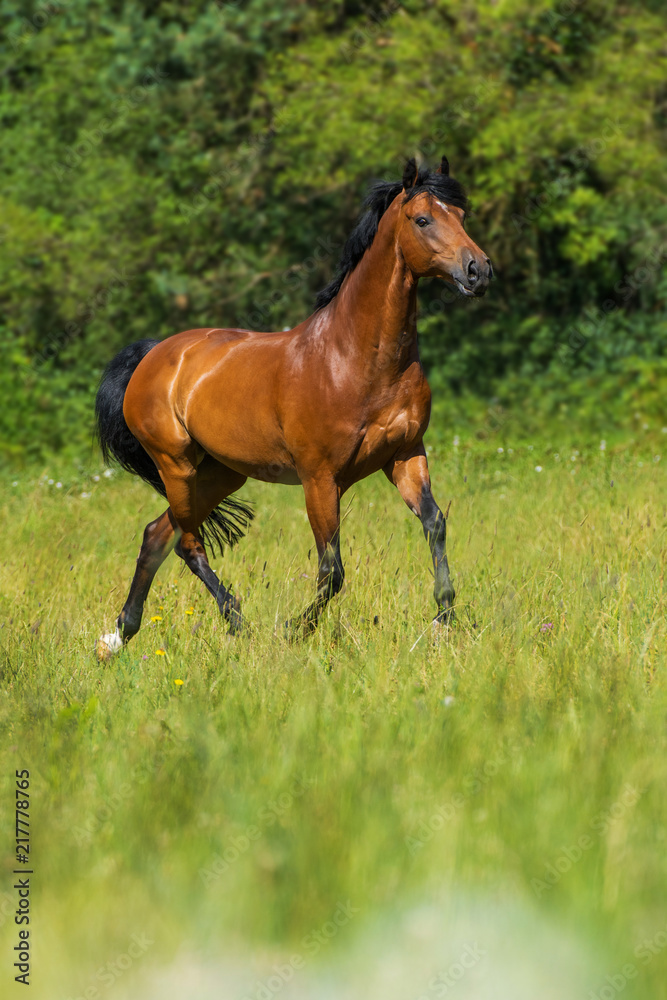 Trabendes Pferd auf der Weide
