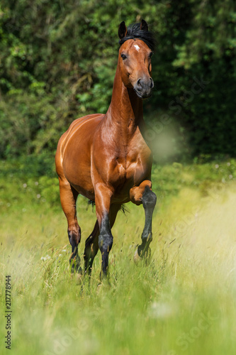 Trabendes Pferd auf der Weide