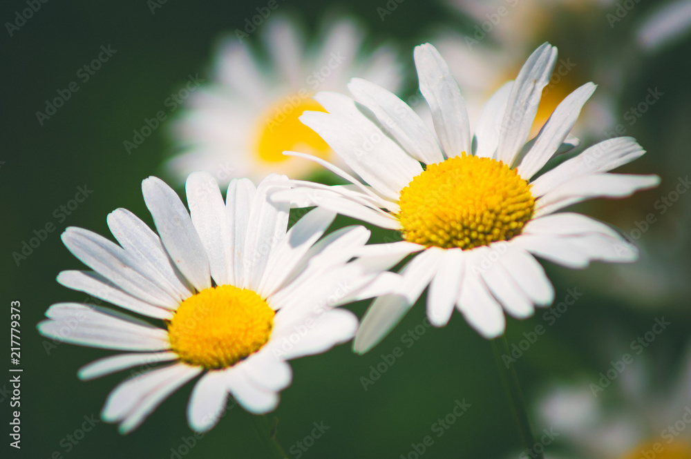 Obraz premium Large garden chamomile. Close-up, selective focus.