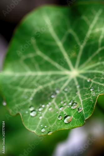 The Droplets Of Dew on Wild Ginger