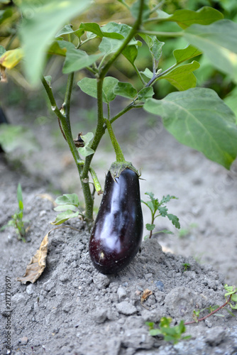 Eggplant or aubergine vegetable grow in a garden