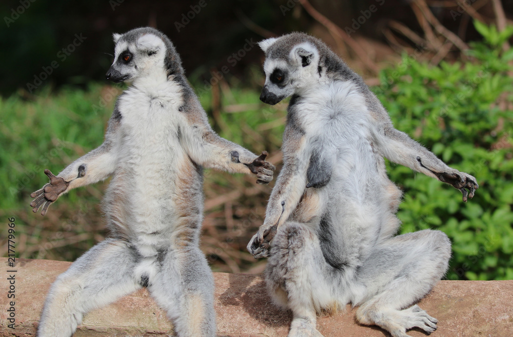 Obraz premium Two Lemurs getting the heat of the sun