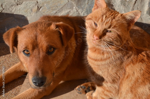 Cat and dog enjoying their place in the sun