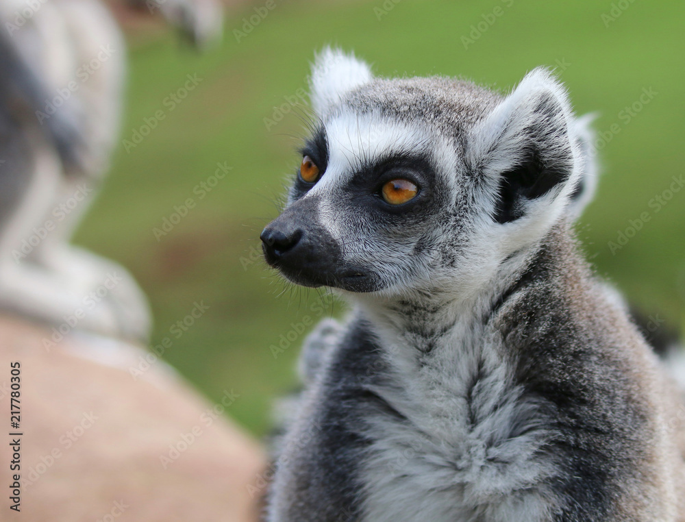 Obraz premium Lemur looking to the left