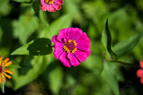 nature
