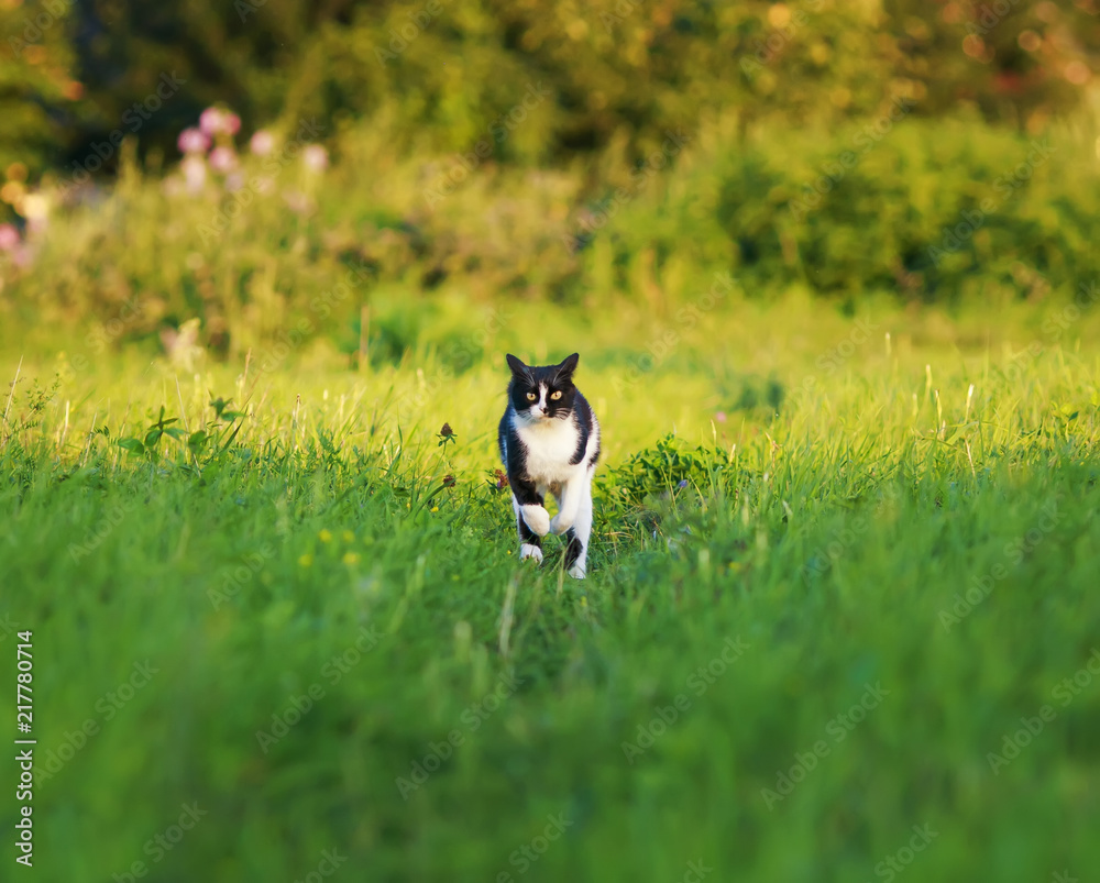young beautiful cat is fun and fast running on green meadow in summer Park young beautiful cat is fun and fast running on green meadow in summer Park