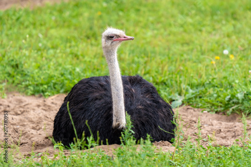Resting african ostrich on the green grass.