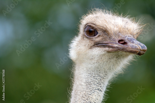 The head of an ostrich closeup on a green background. Side view.